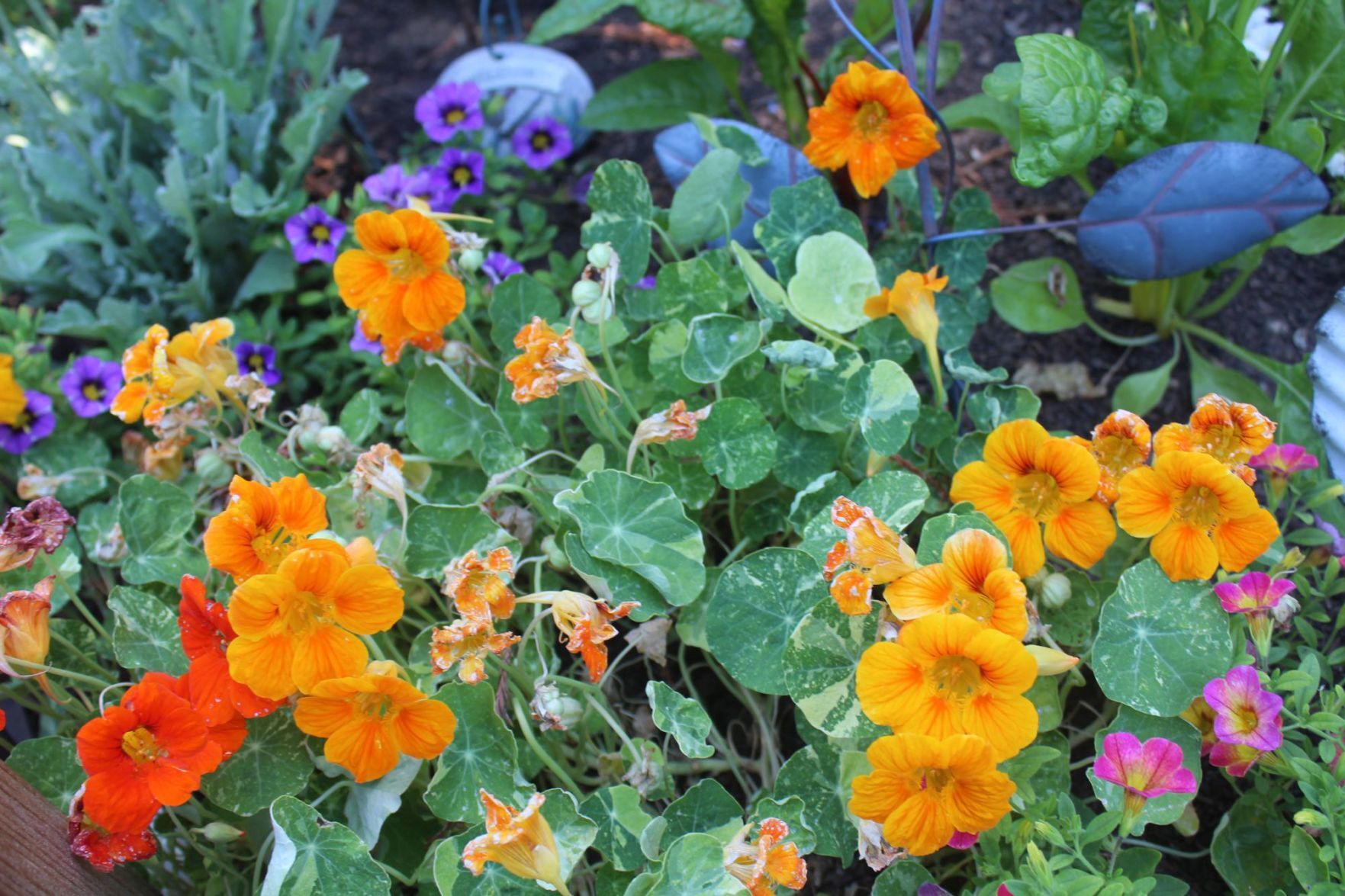 Flowers
